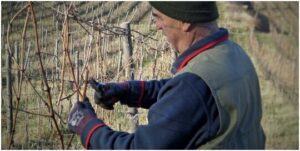 IMG SRC=”Km Zero Tours pruning vineyard in Tuscany - Slow travel Tuscany.jpg” WIDTH=”300″ HEIGHT=”169″ ALT=”Km Zero Tours”