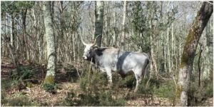 km zero tours - maremmana cow lives is an anciet race of cow originally from Tuscany