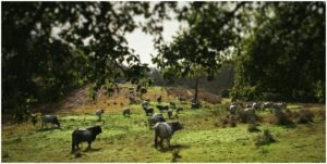 km zero tours - maremmana cows - slow travel in Tuscany discovering organic farms