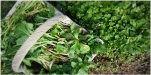 valeriana-salad-organic-garden-slow-food-km-zero-tours-slow-trael-tuscany-300x150
