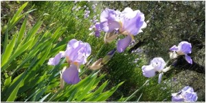 The iris flower, also called “Giaggiolo”, is the symbol of Florence already from Middle Age - Km Zero Tours - Slow Travel Tuscany