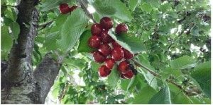 Cherries are ready for the harvest - Natural food here in Km Zero Tours - Slow Travel Tuscany