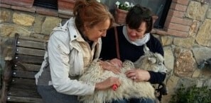 we-will-visit-a-unique-sustainable-cashmere-goats-farm-in-the-hearth-of-chianti-km-zero-tours-slow-travel-tuscany-297x146