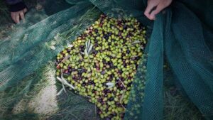 bio-olive-harvested-in-km-zero-tours-garden-min