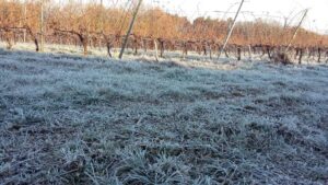 km-zero-tours-during-the-winter-season-everythink-is-frozen-slow-tours-around-tuscany-and-chianti-local-producers-wine-tours-slow-food
